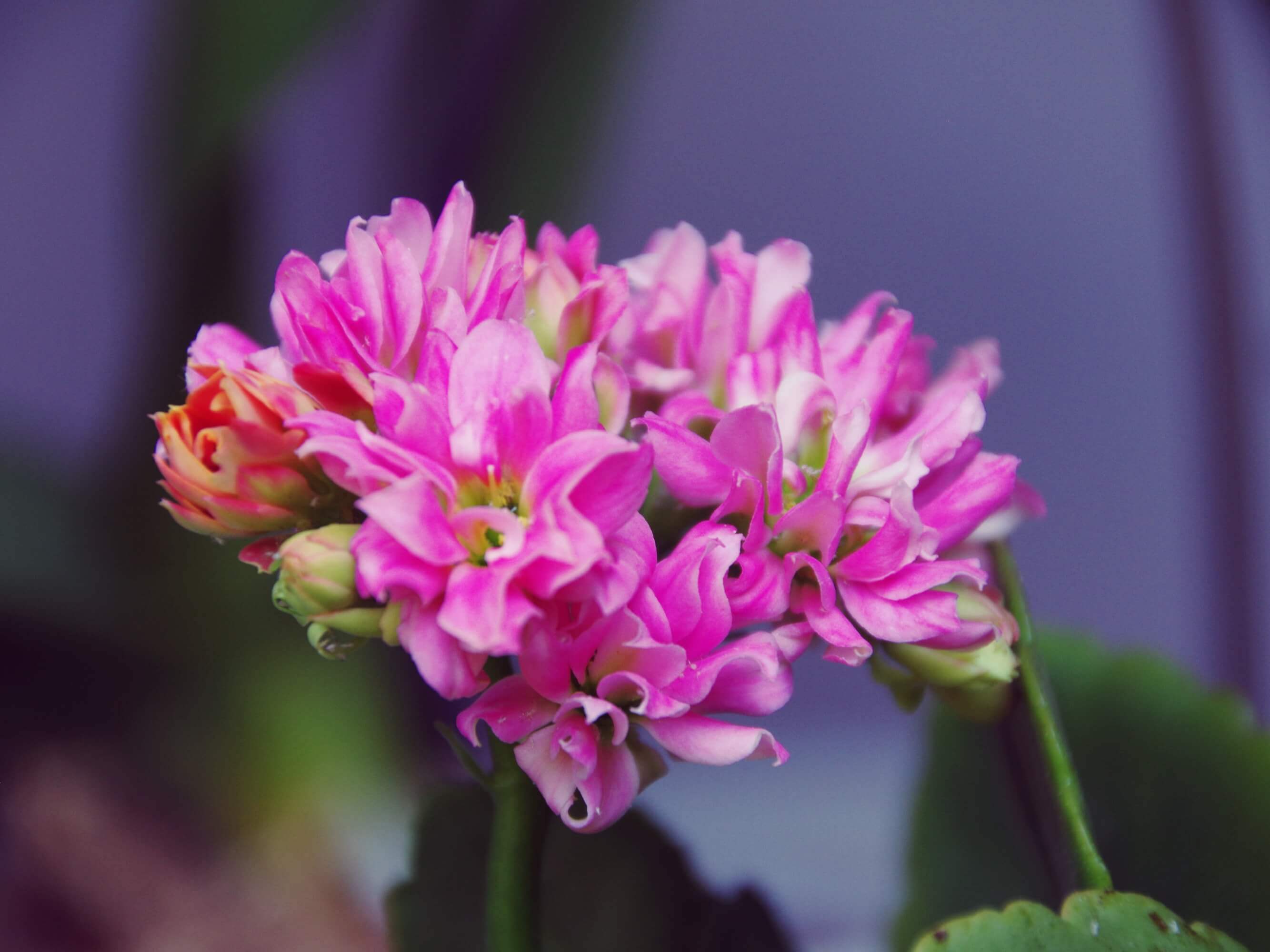 カランコエの花言葉 花の特徴や種類 どんな多肉植物なの Greensnap グリーンスナップ