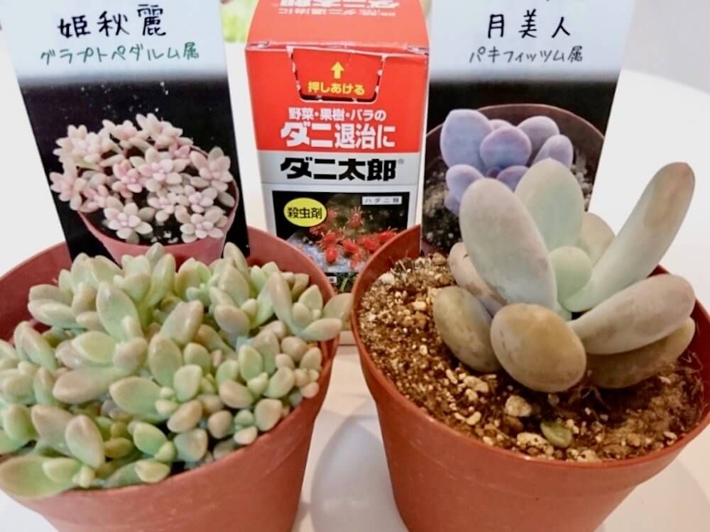 ハダニ　害虫　駆除　対策　予防　防除