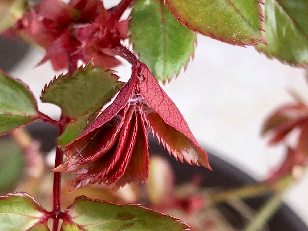 ハダニ　害虫　駆除　対策　予防　防除
