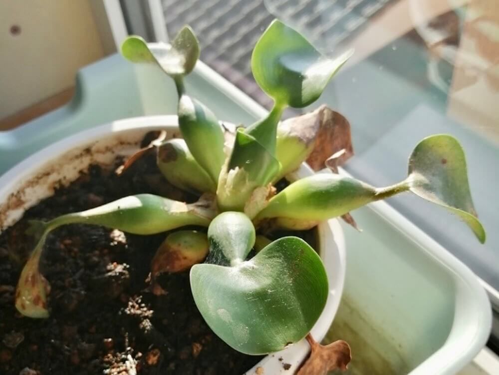 ハダニ　害虫　駆除　対策　予防　防除