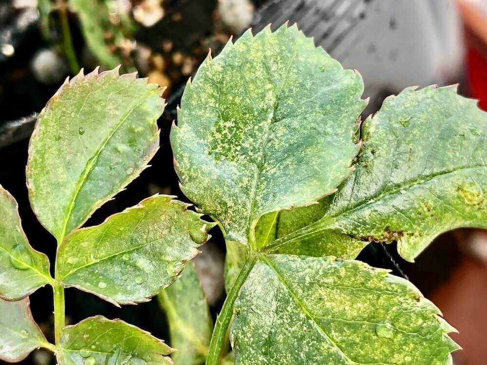 観葉植物に虫がわかない方法 発生原因は 予防対策 駆除方法まとめ Greensnap グリーンスナップ