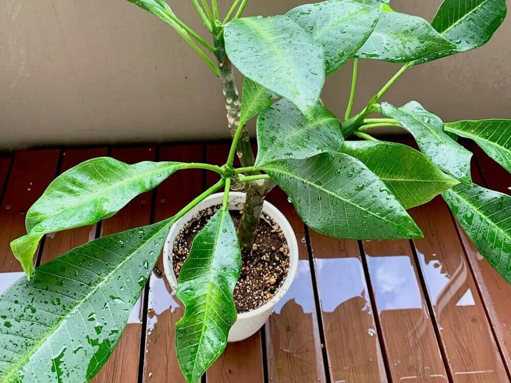 ハダニ　　葉水　害虫　駆除　対策　予防　防除