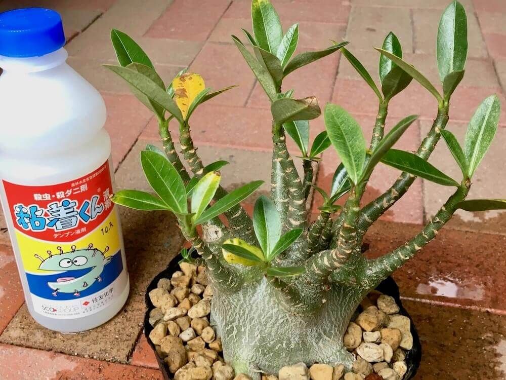 ハダニ　　葉水　害虫　駆除　対策　予防　防除