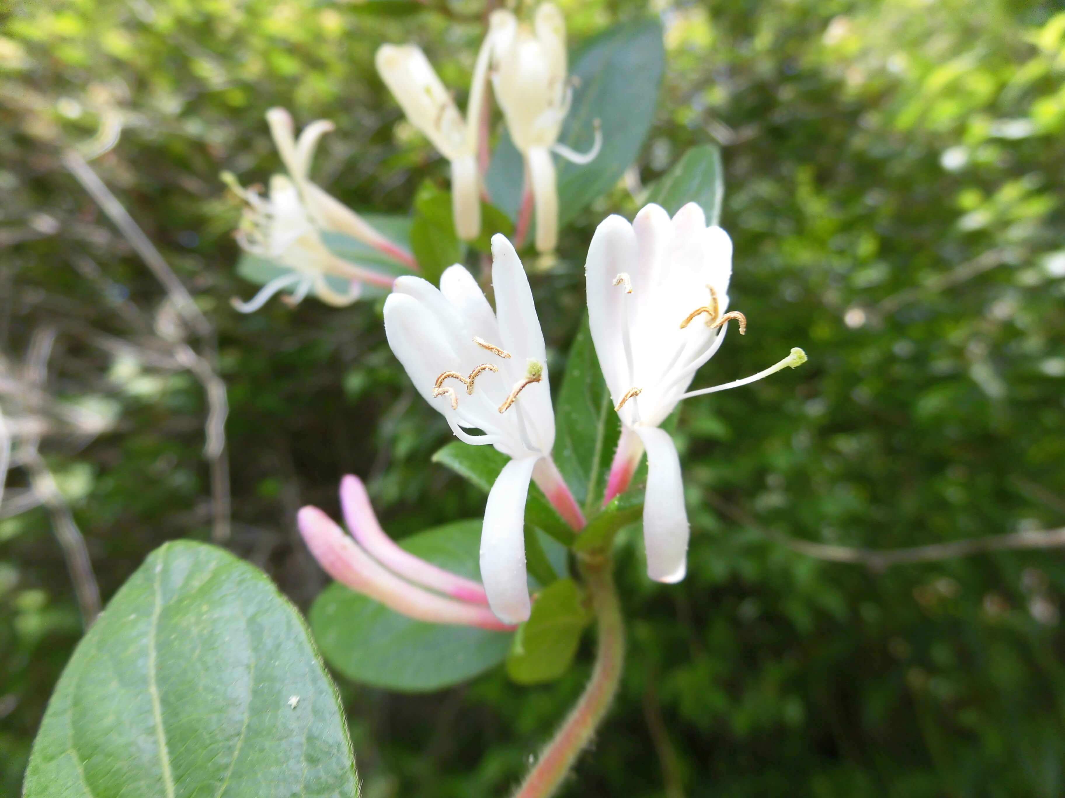 スイカズラ 忍冬 の花言葉 種類や効能 花や実の特徴は Greensnap グリーンスナップ