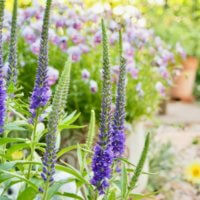 ベロニカの育て方｜植え付けや植え替え、切り戻しの時期や方法は？の画像