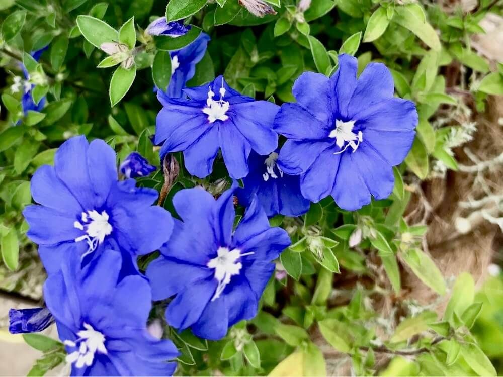 アメリカンブルー