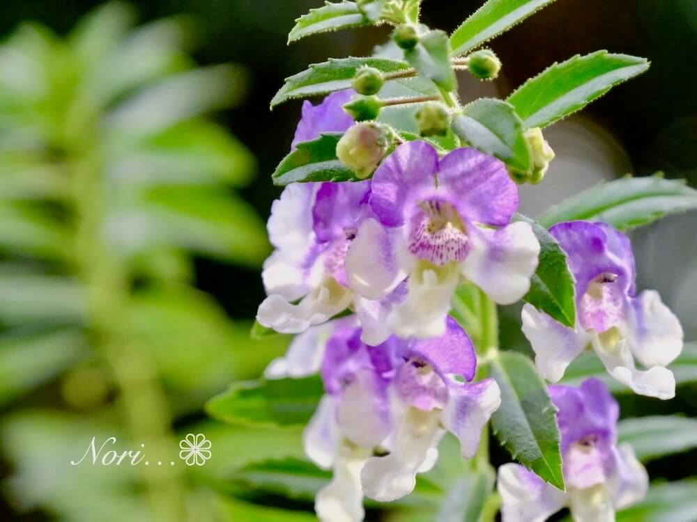 アンゲロニア　エンジェルフェイス