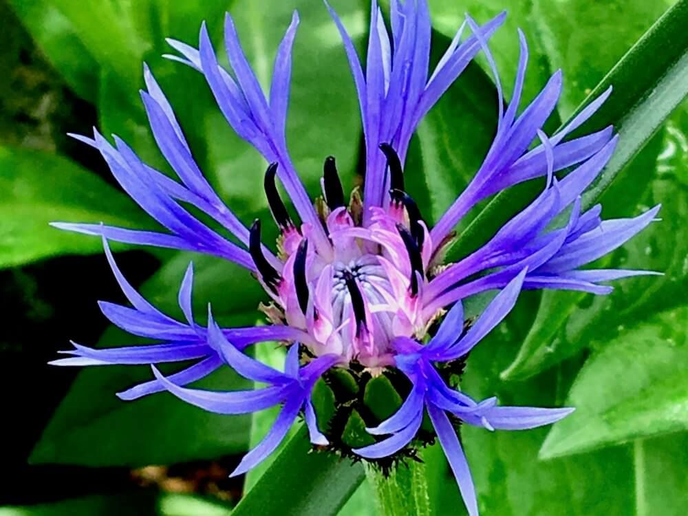 セントーレア　モンタナ