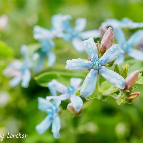 夏の花壇を涼しげに 暑さに強いさわやかカラーのお花10選 Greensnap グリーンスナップ