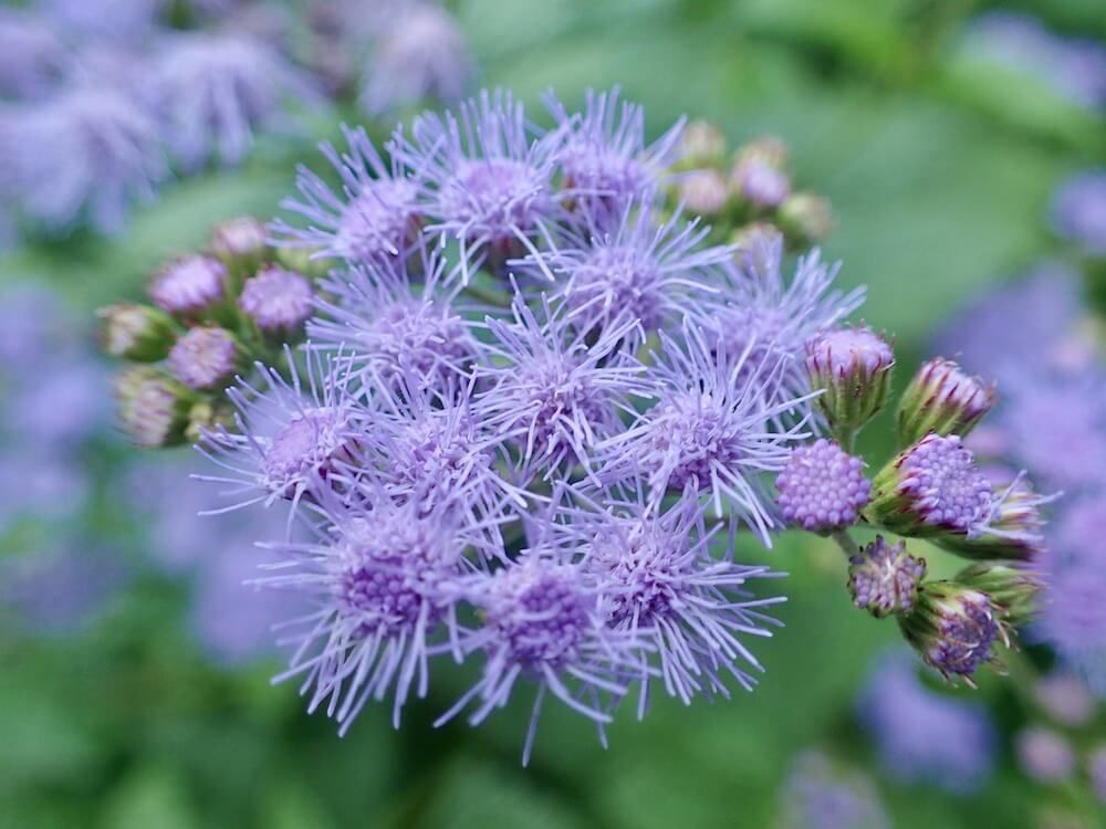 セレスティナム　コーパトリウム