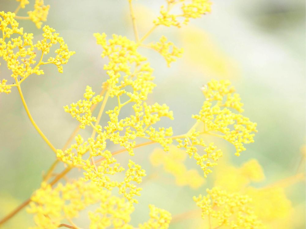 オミナエシ(女郎花)　黄色い花　日差し