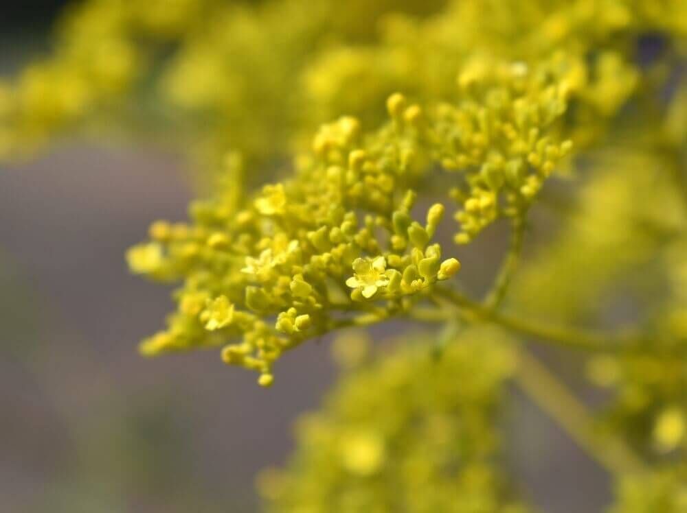 オミナエシ(女郎花)　黄色い花