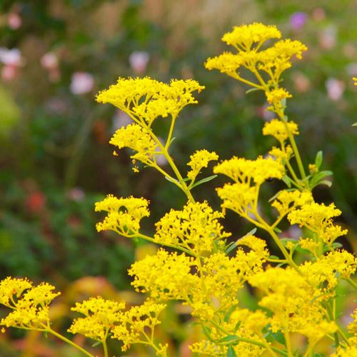 オミナエシ 女郎花 の花言葉 花の特徴や由来 見頃の季節は Greensnap グリーンスナップ