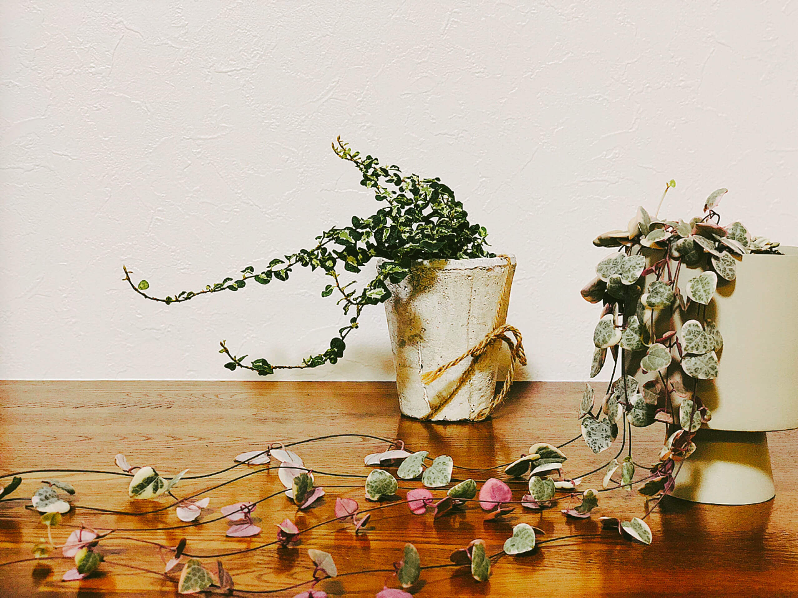 ハートカズラの花言葉 種類や花の特徴 飾り方は Greensnap グリーンスナップ