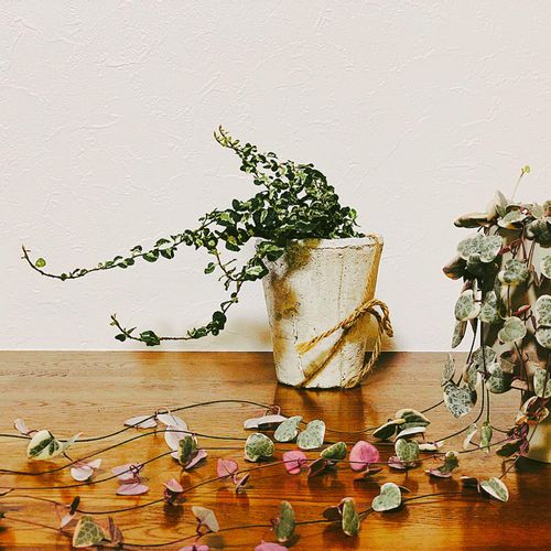 ハートカズラの花言葉 種類や花の特徴 飾り方は Greensnap グリーンスナップ
