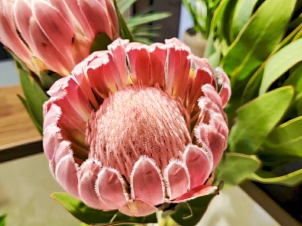 プロテア　赤い花