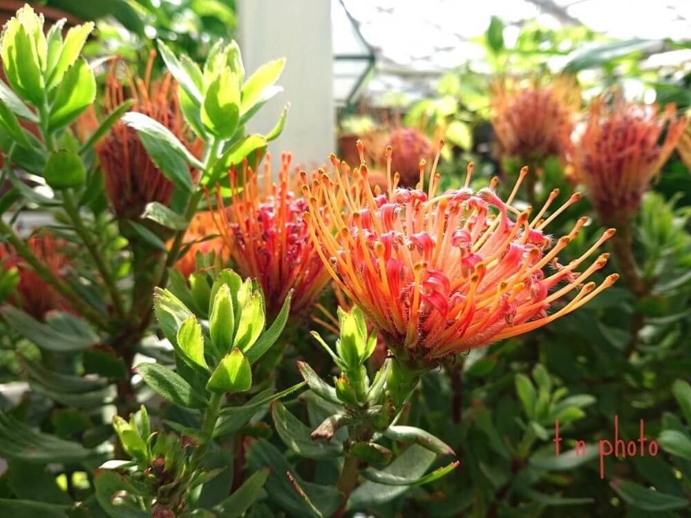 ワイルドフラワー　ピンクッション　ネイティブフラワー　トロピカルフラワー