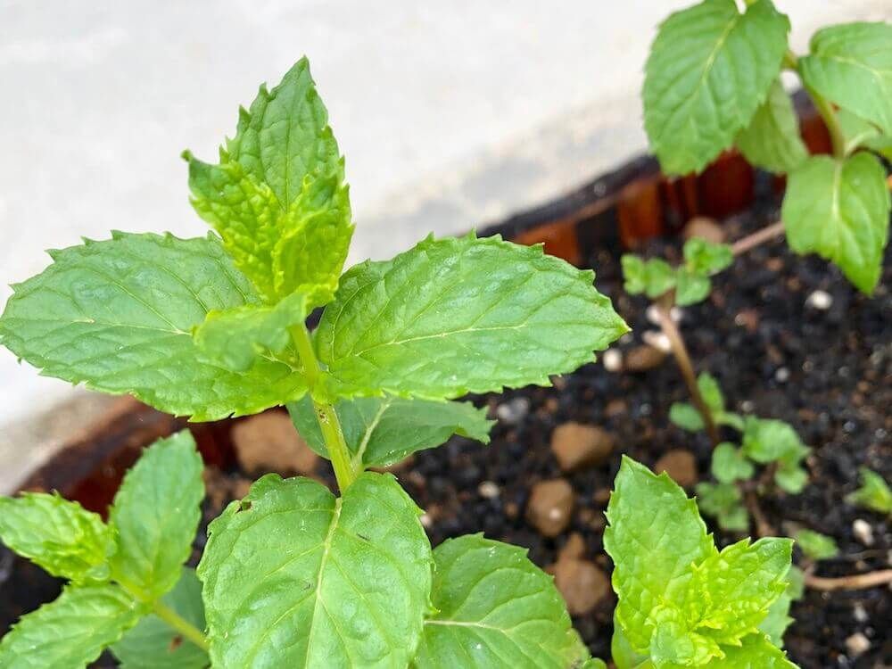 ペパーミント　ミント　ハーブ　害虫　忌避