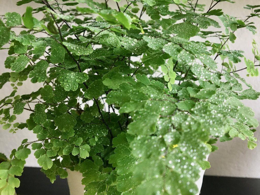 アジアンタム・フリッツルーシー