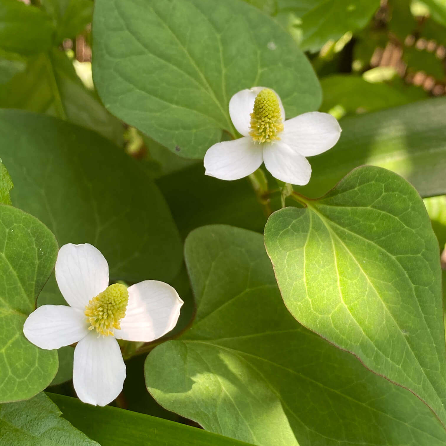 ドクダミ 効能 スペック高すぎ驚くべきどくだみ茶の健康効果 効能と成分 副作用は Lettre Du Nature