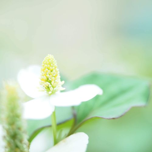 ドクダミの花言葉 花の特徴や由来 効果 効能は Greensnap グリーンスナップ