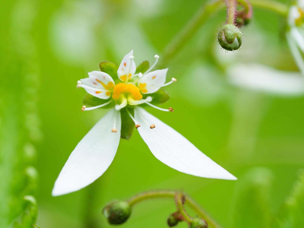 ユキノシタ　雪の下