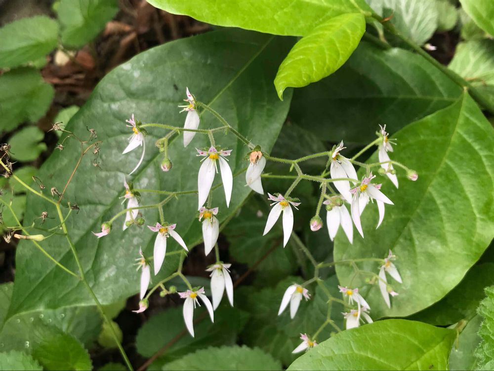 ユキノシタ　雪の下