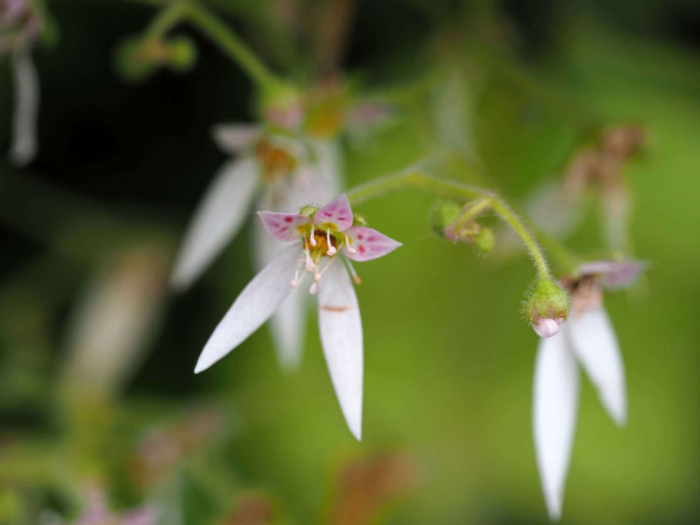 ユキノシタ　雪の下