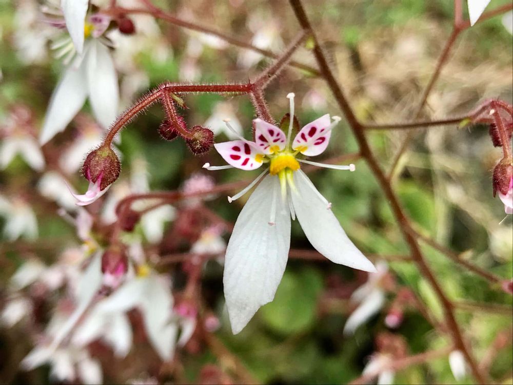 ユキノシタ　雪の下
