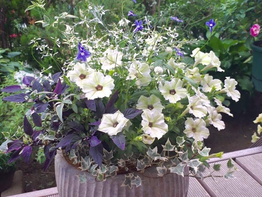 夏　寄せ植え　花