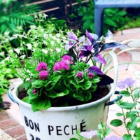 夏の寄せ植え！どんなお花でどう組み合わせる？みんなのアイデア集の画像