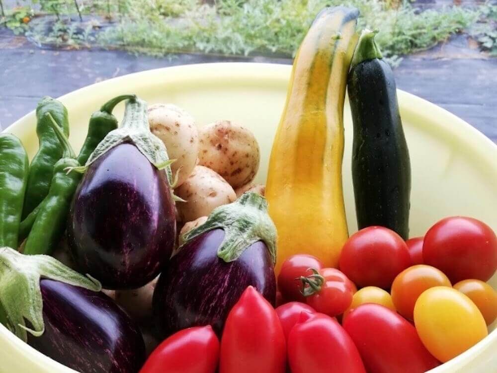 土壌改良　消毒　家庭菜園