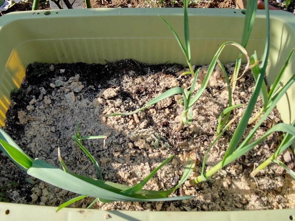 センチュウ 線虫 の駆除 対策 農薬以外の方法は 米ぬかをまくといい Greensnap グリーンスナップ