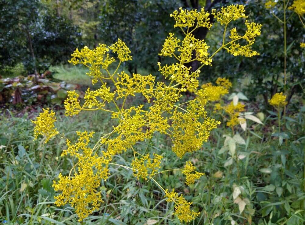 オミナエシ(女郎花)　黄色い花