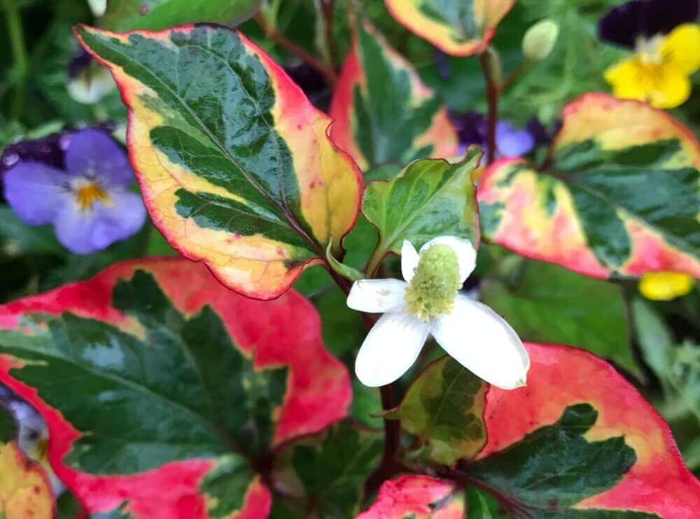 ドクダミ　白い花