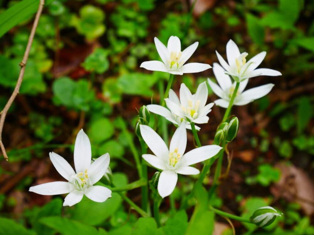 ゼフィランサスの花言葉 種類や品種 花の特徴は Greensnap グリーンスナップ