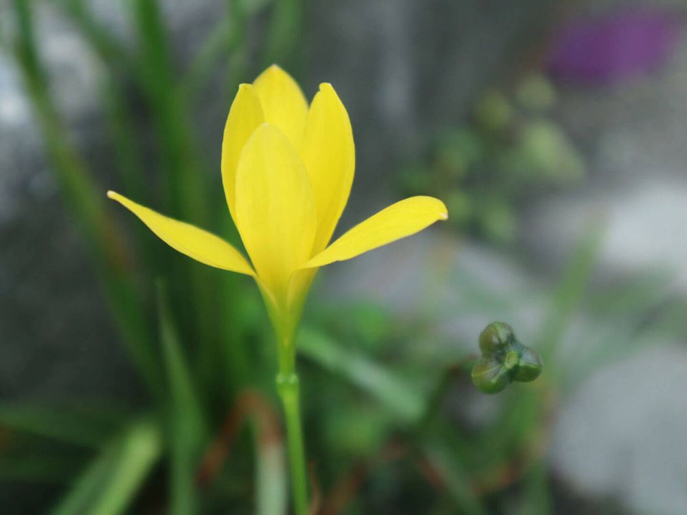 ゼフィランサス　黄色い花