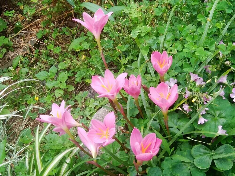 ゼフィランサス　地植え　ピンク色の花