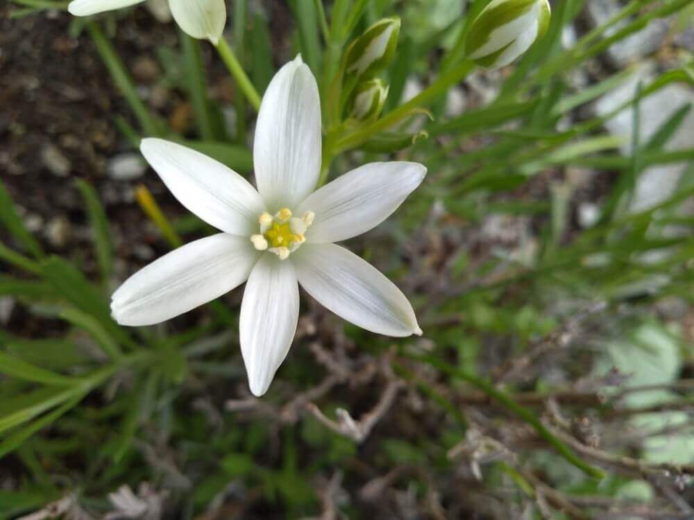 ゼフィランサス　白い花