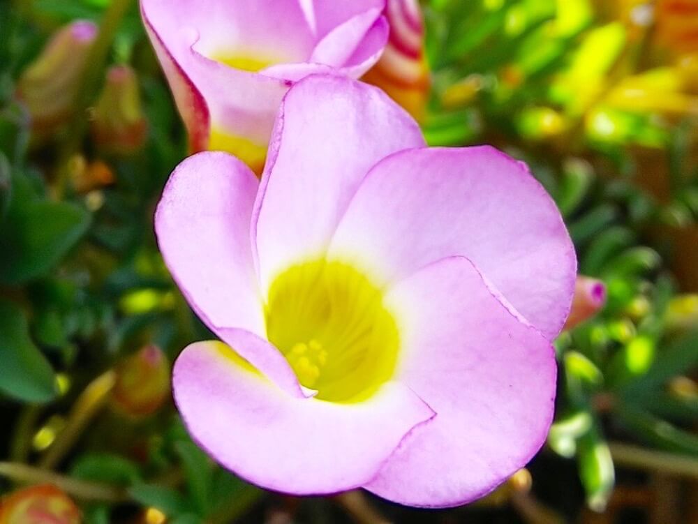 オキザリス　秋咲き　夏植え　球根