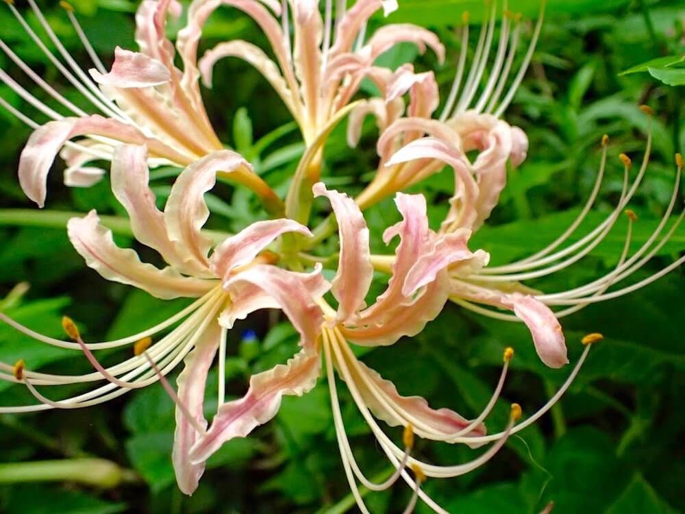 リコリス　秋咲き　夏植え　球根