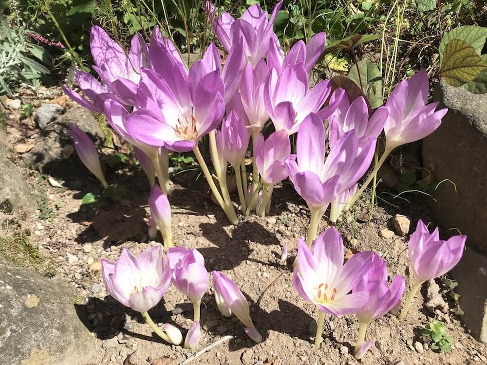 コルチカム　秋咲き　夏植え　球根
