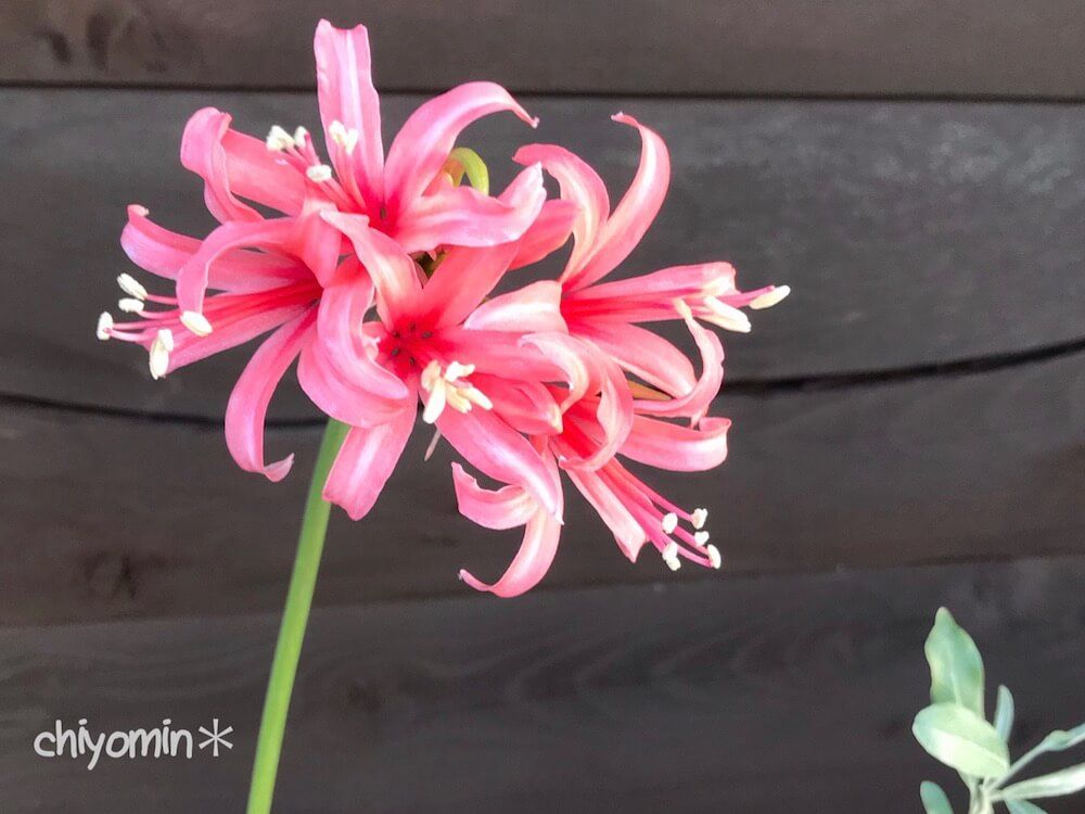 ネリネ　秋咲き　夏植え　球根