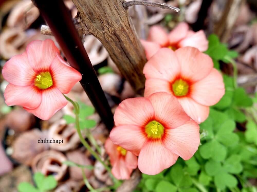 オキザリス　秋咲き　夏植え　球根