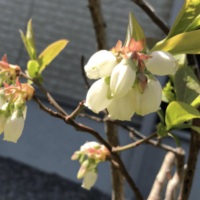 ブルーベリーの花言葉｜花は受粉すると上を向く？旬の季節や花の特徴は？の画像