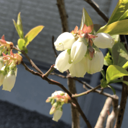ブルーベリーの花言葉 花は受粉すると上を向く 旬の季節や花の特徴は Greensnap グリーンスナップ