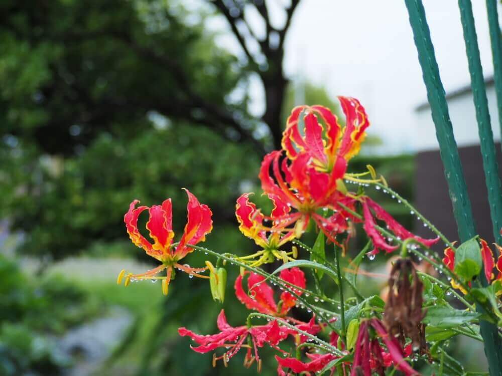 グロリオサの花言葉 花の特徴や種類 品種は Greensnap グリーンスナップ