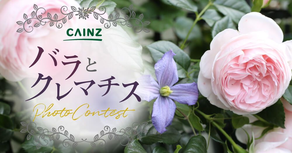 バラとクレマチス　フォトコン