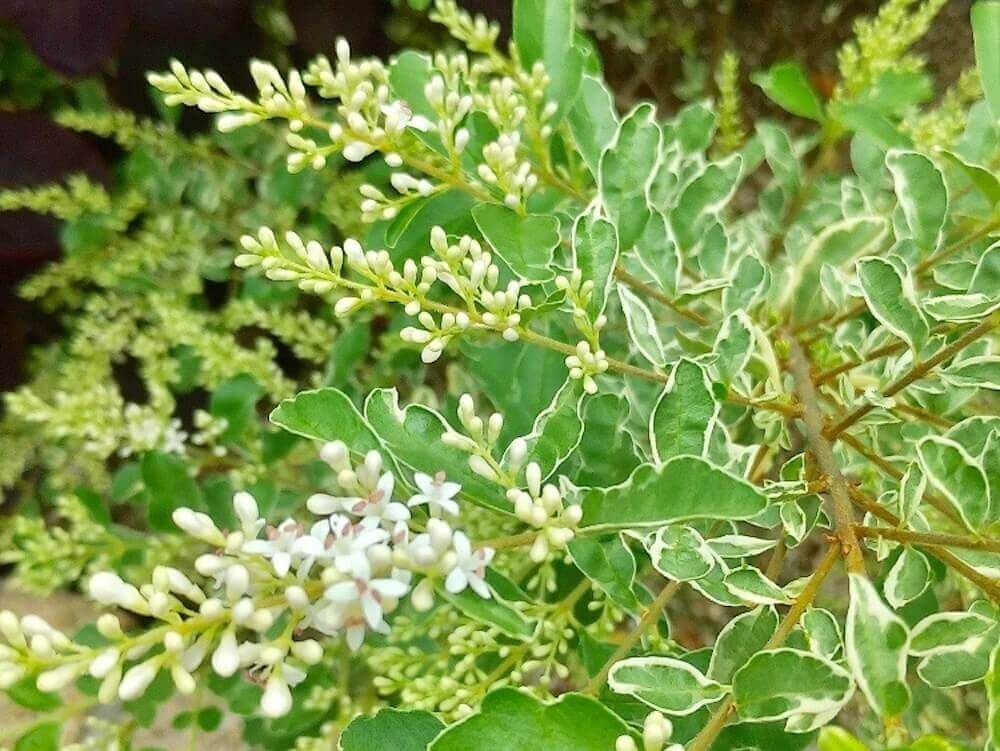 生垣 シルバープリペッド