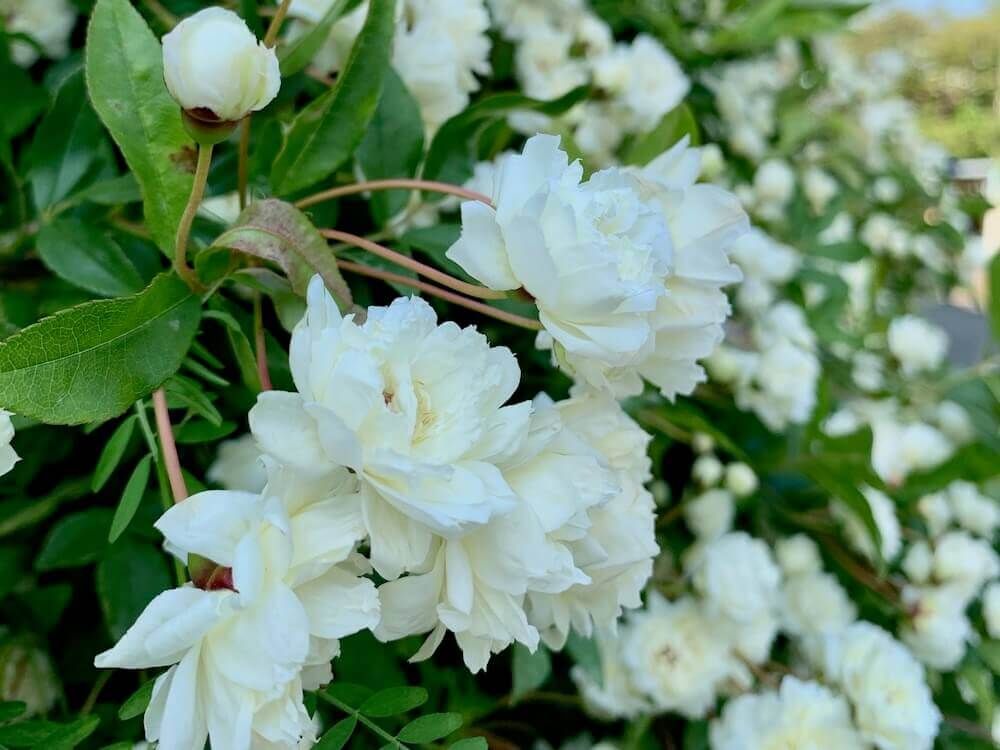 生垣 柊　モッコウバラ